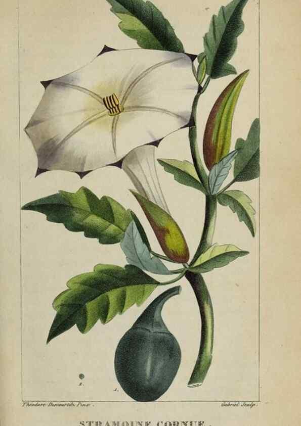 Reproducción/Reproduction 47117839232: Flore pittoresque et médicale des Antilles, ou, Histoire naturelle des plantes usuelles des colonies françaises, anglaises, espagnoles, et portugaises /. Paris :Ches l'Editeur,1833.. 