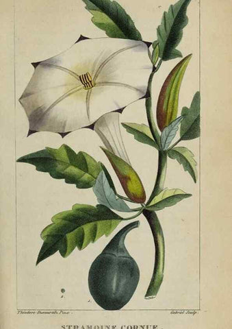 Reproducción/Reproduction 47117839232: Flore pittoresque et médicale des Antilles, ou, Histoire naturelle des plantes usuelles des colonies françaises, anglaises, espagnoles, et portugaises /. Paris :Ches l'Editeur,1833.. 