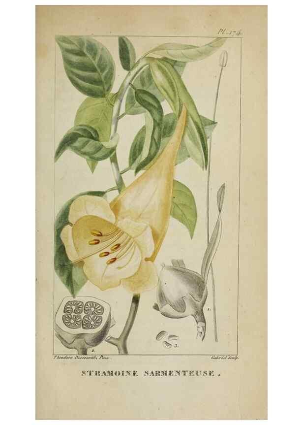 Reproducción/Reproduction 47117837512: Flore pittoresque et médicale des Antilles, ou, Histoire naturelle des plantes usuelles des colonies françaises, anglaises, espagnoles, et portugaises /. Paris :Ches l'Editeur,1833.. 