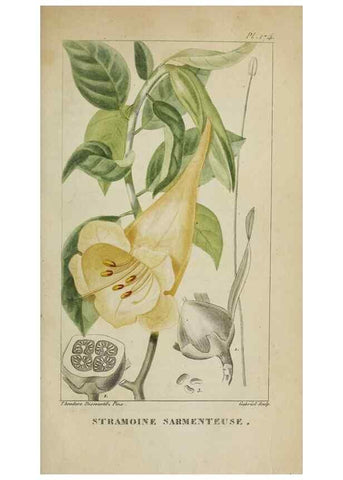 Reproducción/Reproduction 47117837512: Flore pittoresque et médicale des Antilles, ou, Histoire naturelle des plantes usuelles des colonies françaises, anglaises, espagnoles, et portugaises /. Paris :Ches l'Editeur,1833.. 