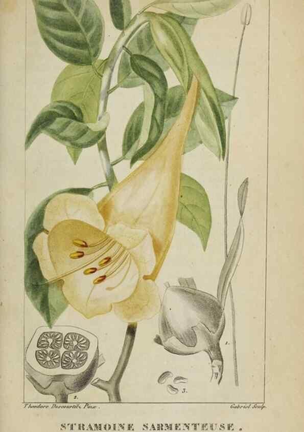 Reproducción/Reproduction 47117837512: Flore pittoresque et médicale des Antilles, ou, Histoire naturelle des plantes usuelles des colonies françaises, anglaises, espagnoles, et portugaises /. Paris :Ches l'Editeur,1833.. 