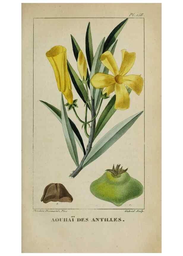 Reproducción/Reproduction 46446289994: Flore pittoresque et médicale des Antilles, ou, Histoire naturelle des plantes usuelles des colonies françaises, anglaises, espagnoles, et portugaises /. Paris :Ches l'Editeur,1833.. 