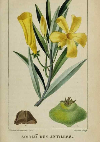 Reproducción/Reproduction 46446289994: Flore pittoresque et médicale des Antilles, ou, Histoire naturelle des plantes usuelles des colonies françaises, anglaises, espagnoles, et portugaises /. Paris :Ches l'Editeur,1833.. 
