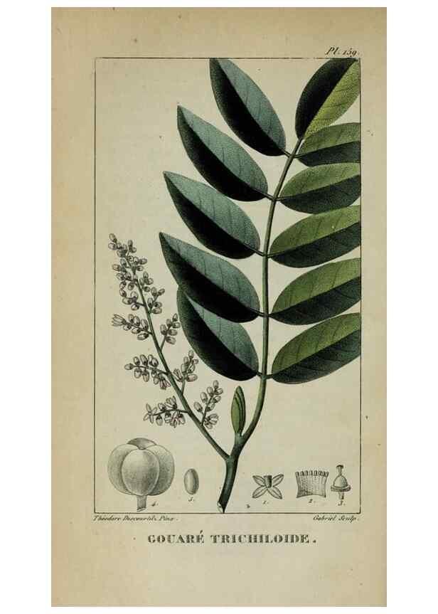 Reproducción/Reproduction 47117824212: Flore pittoresque et médicale des Antilles, ou, Histoire naturelle des plantes usuelles des colonies françaises, anglaises, espagnoles, et portugaises /. Paris :Ches l'Editeur,1833.. 