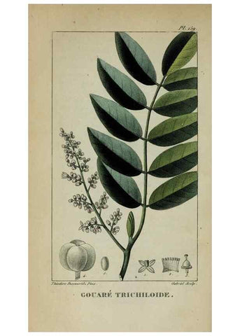 Reproducción/Reproduction 47117824212: Flore pittoresque et médicale des Antilles, ou, Histoire naturelle des plantes usuelles des colonies françaises, anglaises, espagnoles, et portugaises /. Paris :Ches l'Editeur,1833.. 