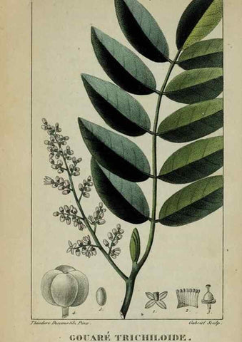 Reproducción/Reproduction 47117824212: Flore pittoresque et médicale des Antilles, ou, Histoire naturelle des plantes usuelles des colonies françaises, anglaises, espagnoles, et portugaises /. Paris :Ches l'Editeur,1833.. 