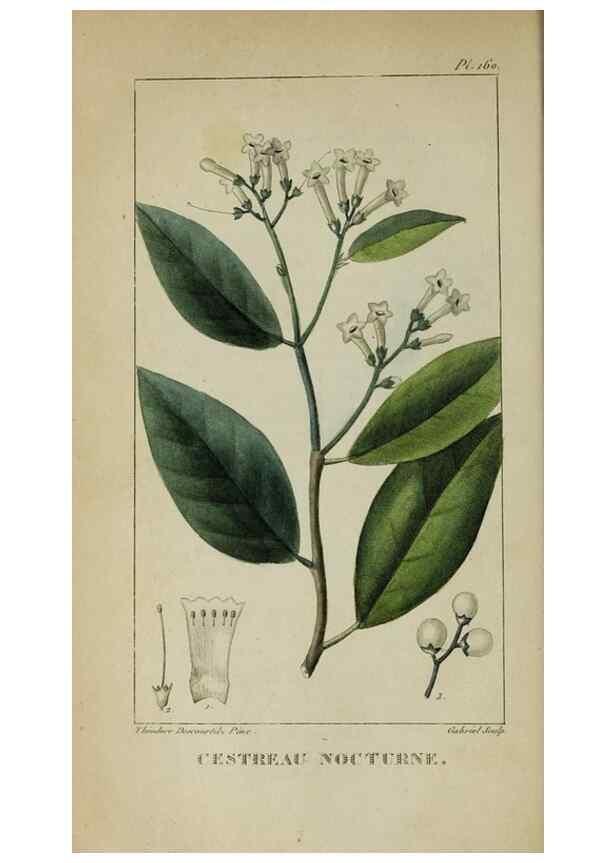 Reproducción/Reproduction 32227970627: Flore pittoresque et médicale des Antilles, ou, Histoire naturelle des plantes usuelles des colonies françaises, anglaises, espagnoles, et portugaises /. Paris :Ches l'Editeur,1833.. 