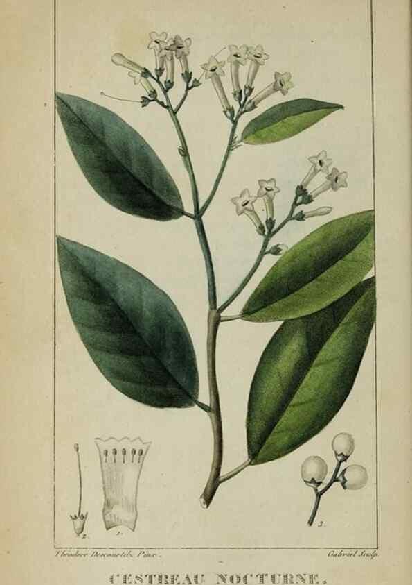 Reproducción/Reproduction 32227970627: Flore pittoresque et médicale des Antilles, ou, Histoire naturelle des plantes usuelles des colonies françaises, anglaises, espagnoles, et portugaises /. Paris :Ches l'Editeur,1833.. 