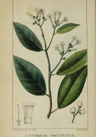 Reproducción/Reproduction 32227970627: Flore pittoresque et médicale des Antilles, ou, Histoire naturelle des plantes usuelles des colonies françaises, anglaises, espagnoles, et portugaises /. Paris :Ches l'Editeur,1833.. 