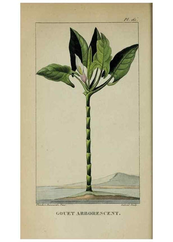 Reproducción/Reproduction 33294611288: Flore pittoresque et médicale des Antilles, ou, Histoire naturelle des plantes usuelles des colonies françaises, anglaises, espagnoles, et portugaises /. Paris :Ches l'Editeur,1833.. 