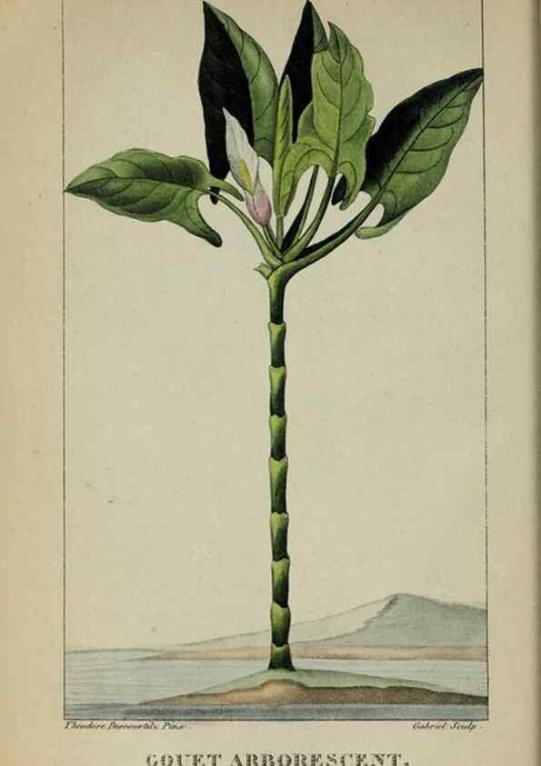 Reproducción/Reproduction 33294611288: Flore pittoresque et médicale des Antilles, ou, Histoire naturelle des plantes usuelles des colonies françaises, anglaises, espagnoles, et portugaises /. Paris :Ches l'Editeur,1833.. 