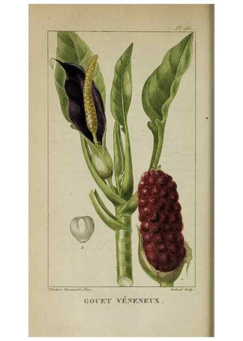 Reproducción/Reproduction 47169799001: Flore pittoresque et médicale des Antilles, ou, Histoire naturelle des plantes usuelles des colonies françaises, anglaises, espagnoles, et portugaises /. Paris :Ches l'Editeur,1833.. 
