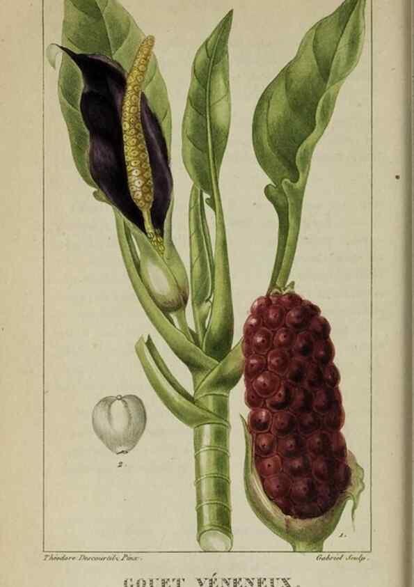 Reproducción/Reproduction 47169799001: Flore pittoresque et médicale des Antilles, ou, Histoire naturelle des plantes usuelles des colonies françaises, anglaises, espagnoles, et portugaises /. Paris :Ches l'Editeur,1833.. 