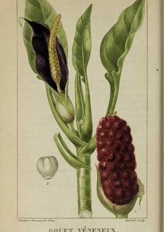 Reproducción/Reproduction 47169799001: Flore pittoresque et médicale des Antilles, ou, Histoire naturelle des plantes usuelles des colonies françaises, anglaises, espagnoles, et portugaises /. Paris :Ches l'Editeur,1833.. 
