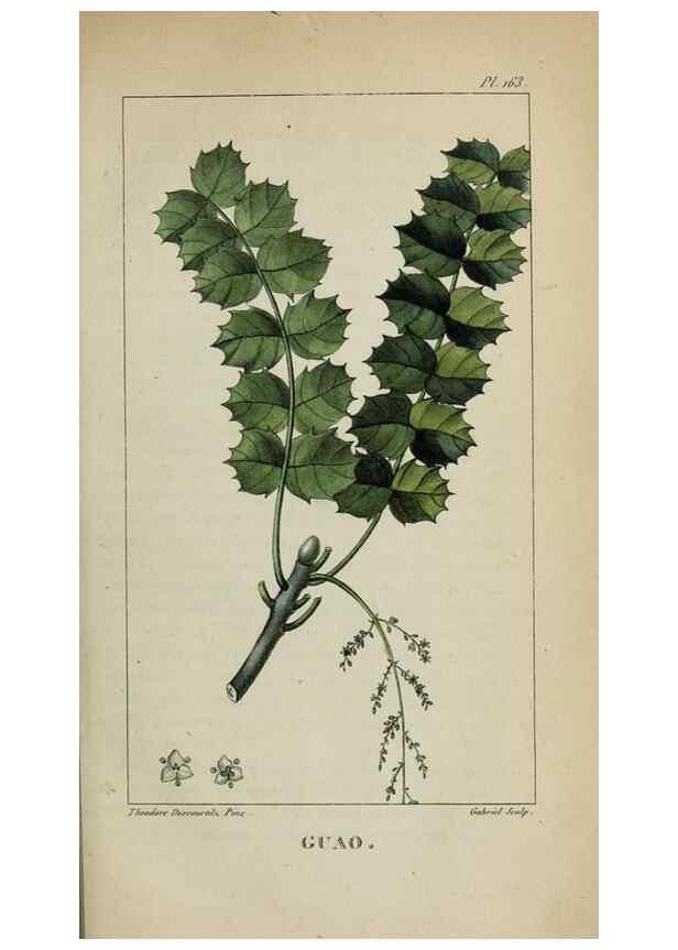 Reproducción/Reproduction 47169799841: Flore pittoresque et médicale des Antilles, ou, Histoire naturelle des plantes usuelles des colonies françaises, anglaises, espagnoles, et portugaises /. Paris :Ches l'Editeur,1833.. 