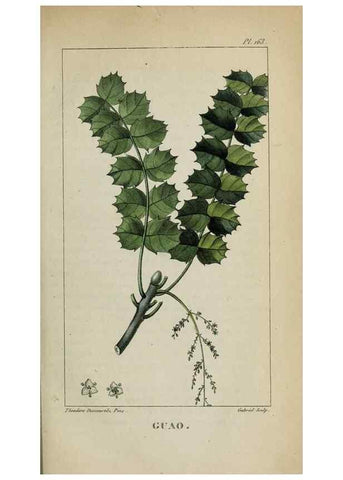 Reproducción/Reproduction 47169799841: Flore pittoresque et médicale des Antilles, ou, Histoire naturelle des plantes usuelles des colonies françaises, anglaises, espagnoles, et portugaises /. Paris :Ches l'Editeur,1833.. 
