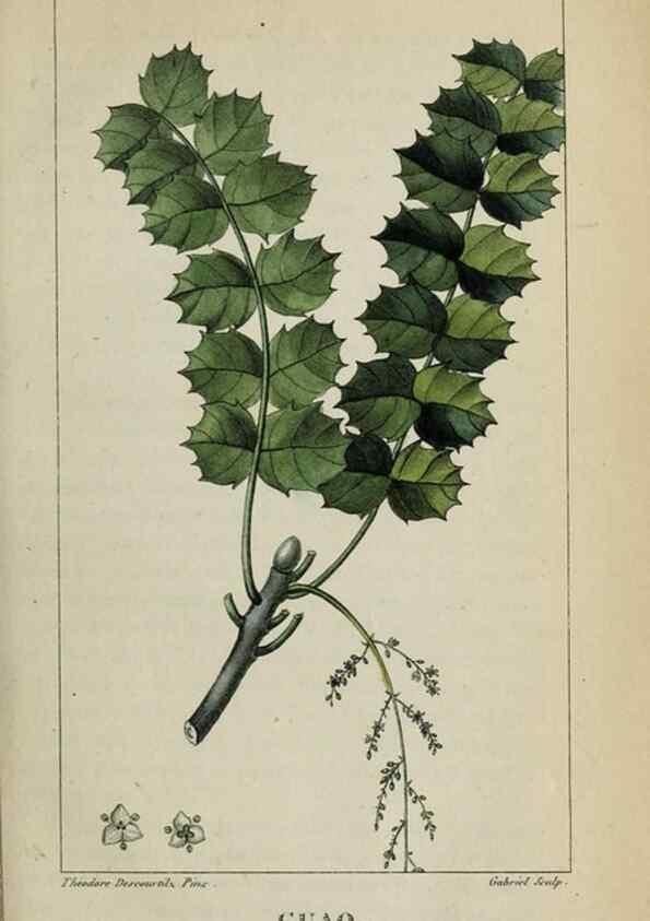 Reproducción/Reproduction 47169799841: Flore pittoresque et médicale des Antilles, ou, Histoire naturelle des plantes usuelles des colonies françaises, anglaises, espagnoles, et portugaises /. Paris :Ches l'Editeur,1833.. 