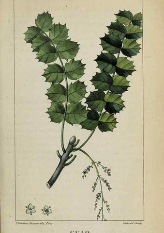 Reproducción/Reproduction 47169799841: Flore pittoresque et médicale des Antilles, ou, Histoire naturelle des plantes usuelles des colonies françaises, anglaises, espagnoles, et portugaises /. Paris :Ches l'Editeur,1833.. 