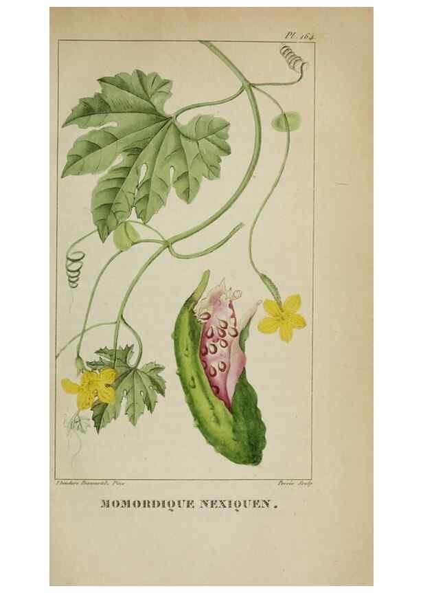 Reproducción/Reproduction 32227973787: Flore pittoresque et médicale des Antilles, ou, Histoire naturelle des plantes usuelles des colonies françaises, anglaises, espagnoles, et portugaises /. Paris :Ches l'Editeur,1833.. 