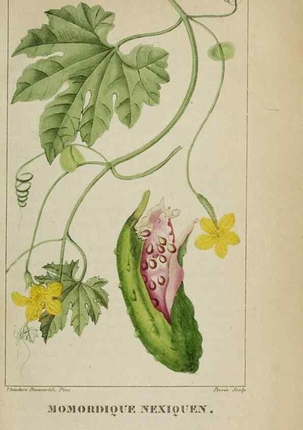 Reproducción/Reproduction 32227973787: Flore pittoresque et médicale des Antilles, ou, Histoire naturelle des plantes usuelles des colonies françaises, anglaises, espagnoles, et portugaises /. Paris :Ches l'Editeur,1833.. 