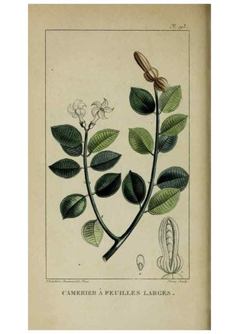Reproducción/Reproduction 46255724675: Flore pittoresque et médicale des Antilles, ou, Histoire naturelle des plantes usuelles des colonies françaises, anglaises, espagnoles, et portugaises /. Paris :Ches l'Editeur,1833.. 