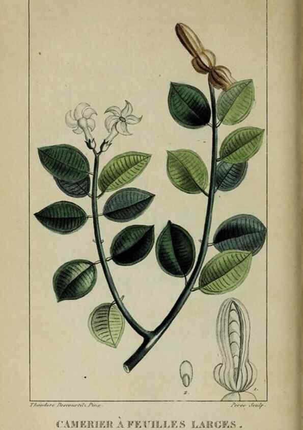 Reproducción/Reproduction 46255724675: Flore pittoresque et médicale des Antilles, ou, Histoire naturelle des plantes usuelles des colonies françaises, anglaises, espagnoles, et portugaises /. Paris :Ches l'Editeur,1833.. 