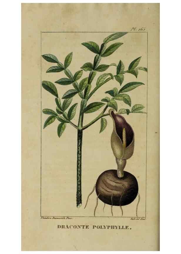 Reproducción/Reproduction 32227974667: Flore pittoresque et médicale des Antilles, ou, Histoire naturelle des plantes usuelles des colonies françaises, anglaises, espagnoles, et portugaises /. Paris :Ches l'Editeur,1833.. 