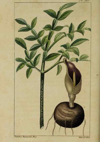 Reproducción/Reproduction 32227974667: Flore pittoresque et médicale des Antilles, ou, Histoire naturelle des plantes usuelles des colonies françaises, anglaises, espagnoles, et portugaises /. Paris :Ches l'Editeur,1833.. 