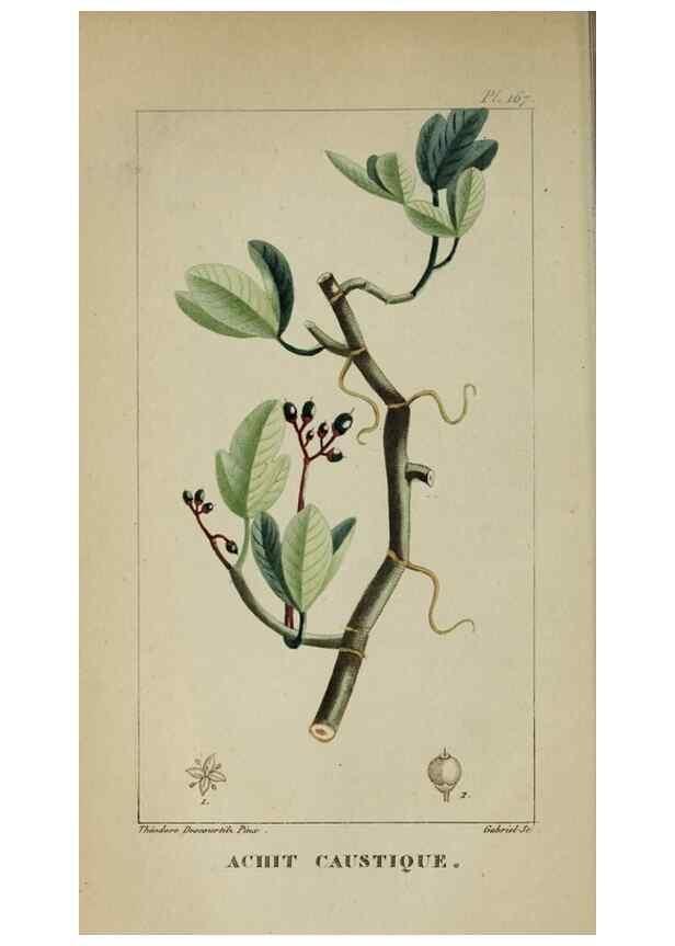 Reproducción/Reproduction 47169803861: Flore pittoresque et médicale des Antilles, ou, Histoire naturelle des plantes usuelles des colonies françaises, anglaises, espagnoles, et portugaises /. Paris :Ches l'Editeur,1833.. 