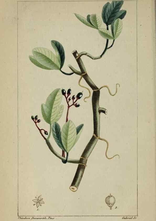 Reproducción/Reproduction 47169803861: Flore pittoresque et médicale des Antilles, ou, Histoire naturelle des plantes usuelles des colonies françaises, anglaises, espagnoles, et portugaises /. Paris :Ches l'Editeur,1833.. 