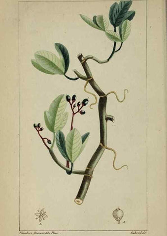 Reproducción/Reproduction 47169803861: Flore pittoresque et médicale des Antilles, ou, Histoire naturelle des plantes usuelles des colonies françaises, anglaises, espagnoles, et portugaises /. Paris :Ches l'Editeur,1833.. 