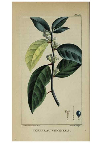 Reproducción/Reproduction 46255700165: Flore pittoresque et médicale des Antilles, ou, Histoire naturelle des plantes usuelles des colonies françaises, anglaises, espagnoles, et portugaises /. Paris :Ches l'Editeur,1833.. 