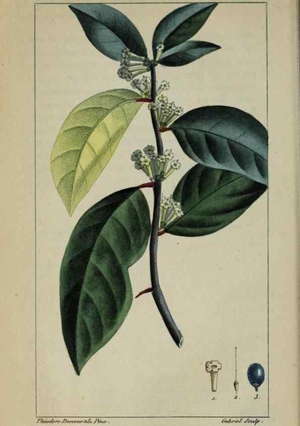 Reproducción/Reproduction 46255700165: Flore pittoresque et médicale des Antilles, ou, Histoire naturelle des plantes usuelles des colonies françaises, anglaises, espagnoles, et portugaises /. Paris :Ches l'Editeur,1833.. 