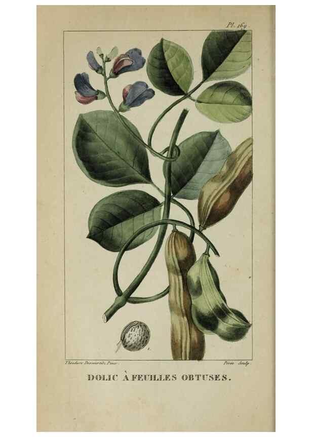 Reproducción/Reproduction 47117829872: Flore pittoresque et médicale des Antilles, ou, Histoire naturelle des plantes usuelles des colonies françaises, anglaises, espagnoles, et portugaises /. Paris :Ches l'Editeur,1833.. 