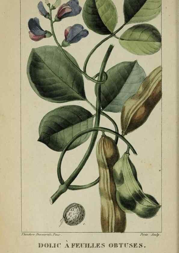 Reproducción/Reproduction 47117829872: Flore pittoresque et médicale des Antilles, ou, Histoire naturelle des plantes usuelles des colonies françaises, anglaises, espagnoles, et portugaises /. Paris :Ches l'Editeur,1833.. 