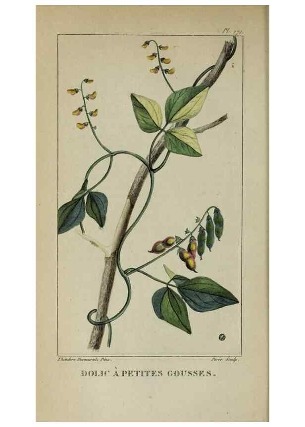 Reproducción/Reproduction 32227979407: Flore pittoresque et médicale des Antilles, ou, Histoire naturelle des plantes usuelles des colonies françaises, anglaises, espagnoles, et portugaises /. Paris :Ches l'Editeur,1833.. 