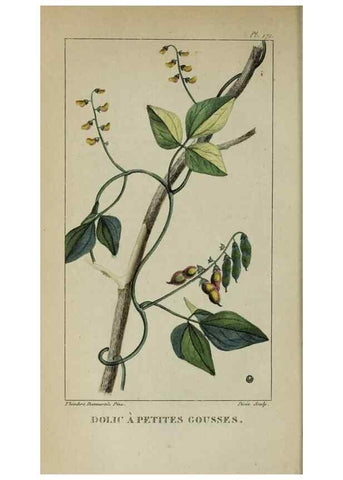 Reproducción/Reproduction 32227979407: Flore pittoresque et médicale des Antilles, ou, Histoire naturelle des plantes usuelles des colonies françaises, anglaises, espagnoles, et portugaises /. Paris :Ches l'Editeur,1833.. 