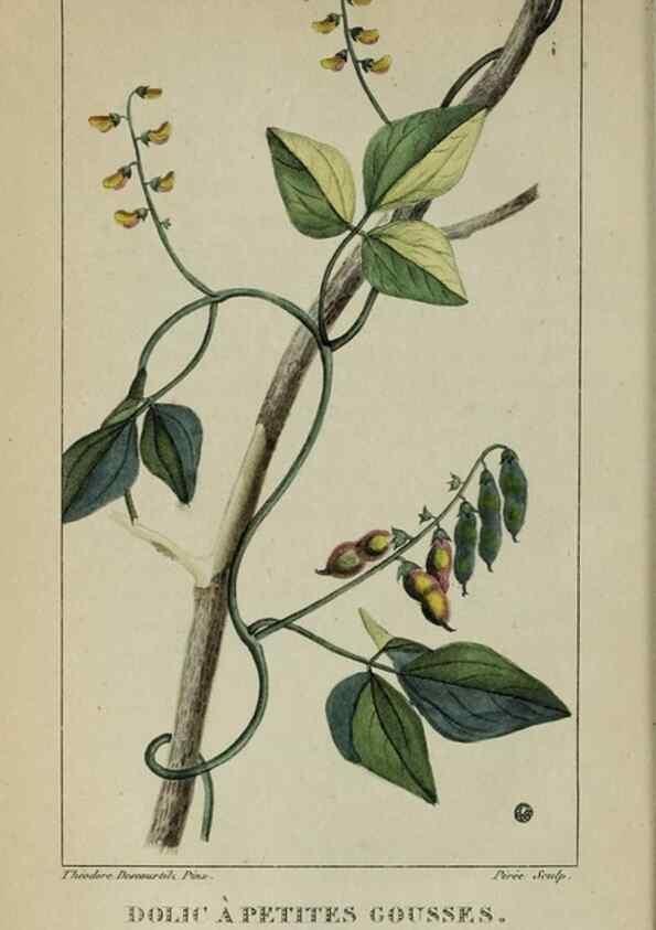 Reproducción/Reproduction 32227979407: Flore pittoresque et médicale des Antilles, ou, Histoire naturelle des plantes usuelles des colonies françaises, anglaises, espagnoles, et portugaises /. Paris :Ches l'Editeur,1833.. 