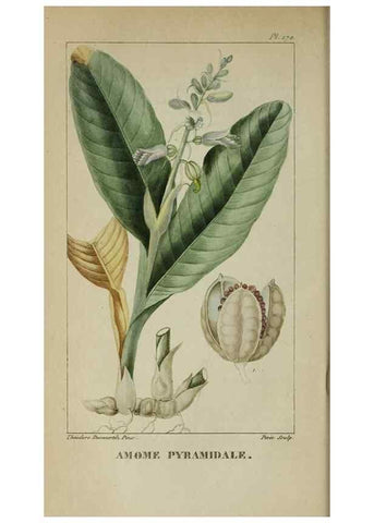 Reproducción/Reproduction 46446298224: Flore pittoresque et médicale des Antilles, ou, Histoire naturelle des plantes usuelles des colonies françaises, anglaises, espagnoles, et portugaises /. Paris :Ches l'Editeur,1833.. 