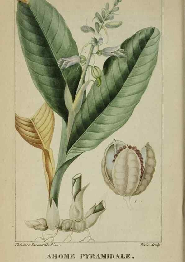 Reproducción/Reproduction 46446298224: Flore pittoresque et médicale des Antilles, ou, Histoire naturelle des plantes usuelles des colonies françaises, anglaises, espagnoles, et portugaises /. Paris :Ches l'Editeur,1833.. 