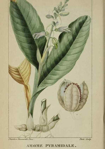 Reproducción/Reproduction 46446298224: Flore pittoresque et médicale des Antilles, ou, Histoire naturelle des plantes usuelles des colonies françaises, anglaises, espagnoles, et portugaises /. Paris :Ches l'Editeur,1833.. 
