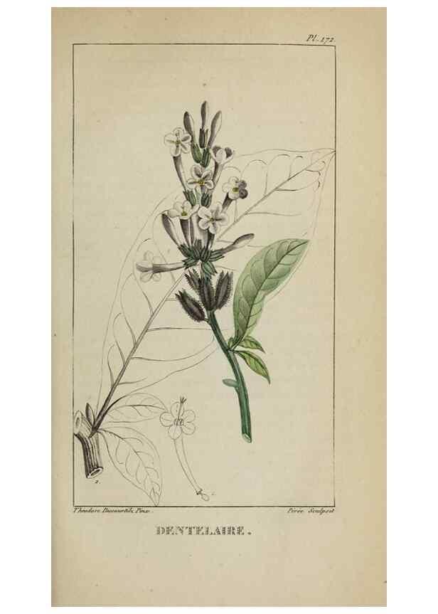 Reproducción/Reproduction 47117834382: Flore pittoresque et médicale des Antilles, ou, Histoire naturelle des plantes usuelles des colonies françaises, anglaises, espagnoles, et portugaises /. Paris :Ches l'Editeur,1833.. 