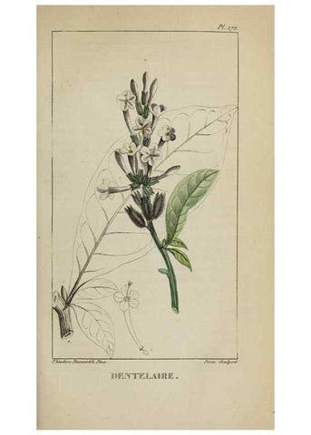 Reproducción/Reproduction 47117834382: Flore pittoresque et médicale des Antilles, ou, Histoire naturelle des plantes usuelles des colonies françaises, anglaises, espagnoles, et portugaises /. Paris :Ches l'Editeur,1833.. 