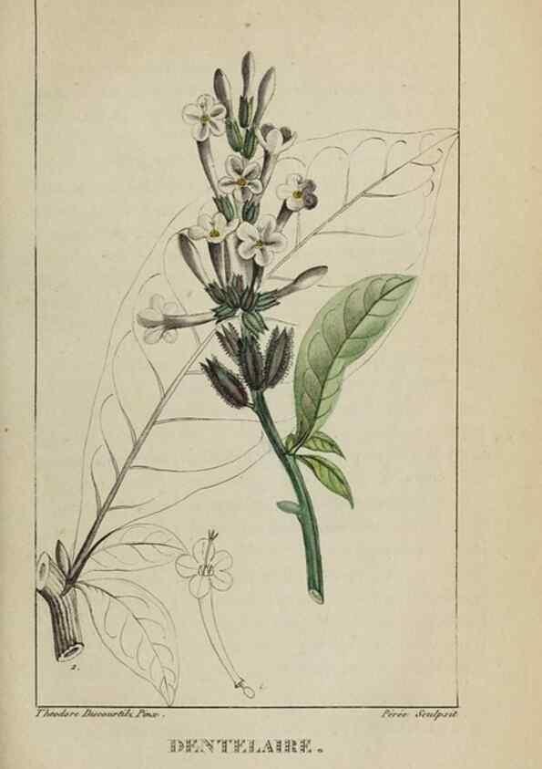 Reproducción/Reproduction 47117834382: Flore pittoresque et médicale des Antilles, ou, Histoire naturelle des plantes usuelles des colonies françaises, anglaises, espagnoles, et portugaises /. Paris :Ches l'Editeur,1833.. 