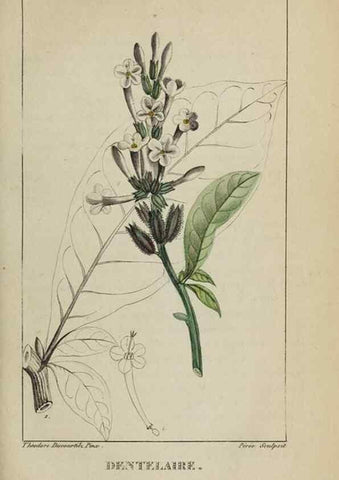 Reproducción/Reproduction 47117834382: Flore pittoresque et médicale des Antilles, ou, Histoire naturelle des plantes usuelles des colonies françaises, anglaises, espagnoles, et portugaises /. Paris :Ches l'Editeur,1833.. 