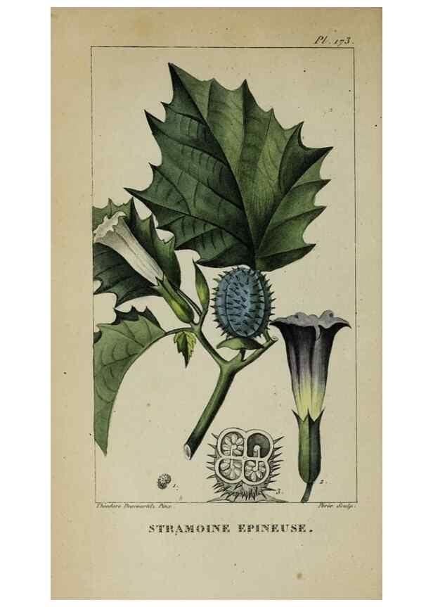 Reproducción/Reproduction 32227984057: Flore pittoresque et médicale des Antilles, ou, Histoire naturelle des plantes usuelles des colonies françaises, anglaises, espagnoles, et portugaises /. Paris :Ches l'Editeur,1833.. 