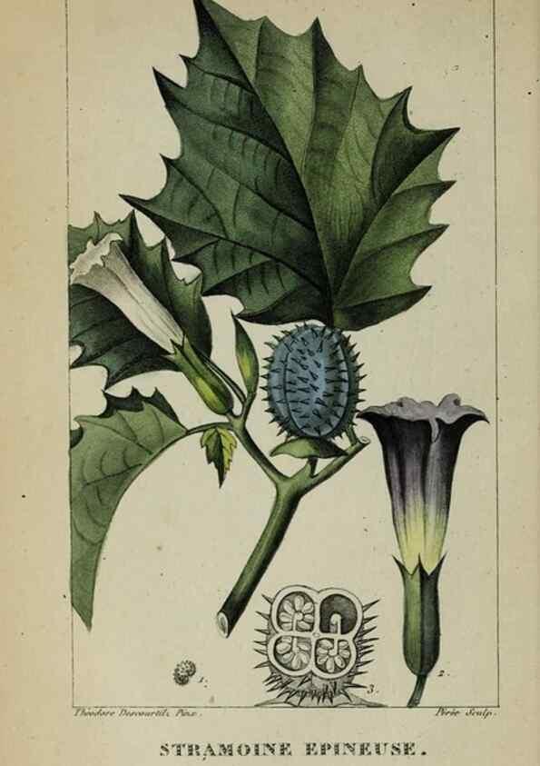 Reproducción/Reproduction 32227984057: Flore pittoresque et médicale des Antilles, ou, Histoire naturelle des plantes usuelles des colonies françaises, anglaises, espagnoles, et portugaises /. Paris :Ches l'Editeur,1833.. 