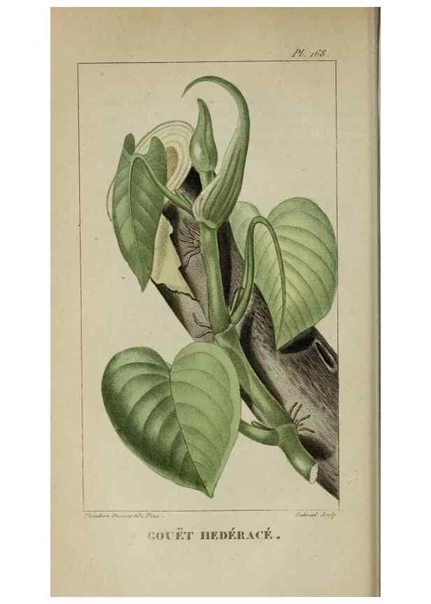 Reproducción/Reproduction 40204936943: Flore pittoresque et médicale des Antilles, ou, Histoire naturelle des plantes usuelles des colonies françaises, anglaises, espagnoles, et portugaises /. Paris :Ches l'Editeur,1833.. 
