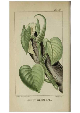 Reproducción/Reproduction 40204936943: Flore pittoresque et médicale des Antilles, ou, Histoire naturelle des plantes usuelles des colonies françaises, anglaises, espagnoles, et portugaises /. Paris :Ches l'Editeur,1833.. 