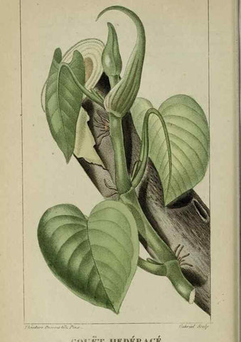 Reproducción/Reproduction 40204936943: Flore pittoresque et médicale des Antilles, ou, Histoire naturelle des plantes usuelles des colonies françaises, anglaises, espagnoles, et portugaises /. Paris :Ches l'Editeur,1833.. 